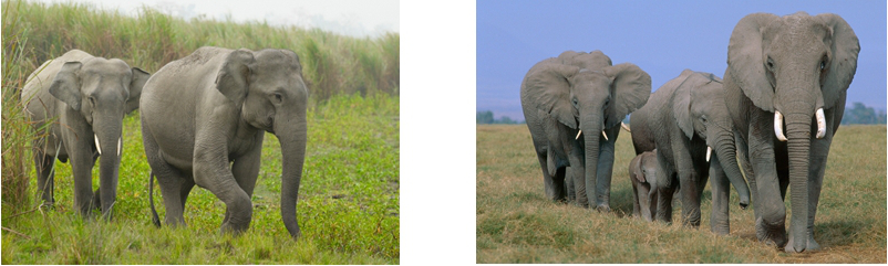 images of ivory seizures, African and Asian elephants